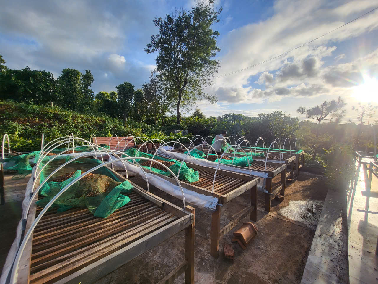 Toàn cảnh khu giàn phơi khung vòm đón nắng sớm tại Ngon Avatar - thực nghiệm chế biến mùa vụ 2026