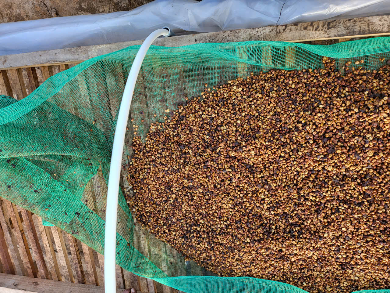 Cận cảnh hạt cà phê chế biến honey lên màu hổ phách trên giàn phơi - mẻ thực nghiệm 86.67 điểm