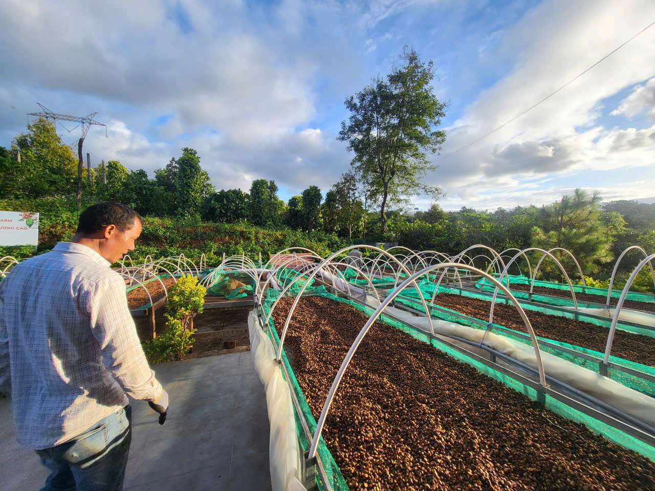 Hệ giàn phơi cà phê trên cao với lưới che kiểm soát tốc độ phơi tại farm Ngon Avatar Gia Lai