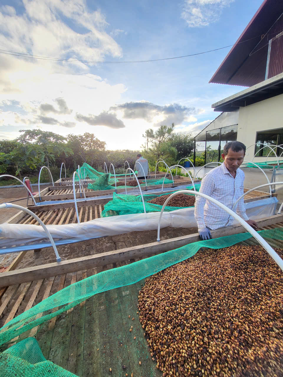 Kỹ thuật viên kiểm tra luống cà phê chế biến honey đang phơi trên giàn cao tại farm Ngon Avatar Gia Lai