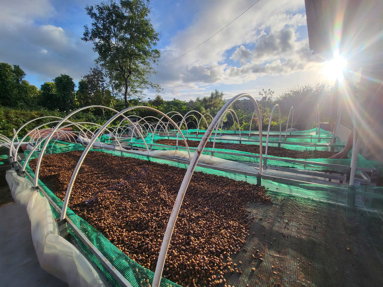 Luống cà phê phơi chậm trên giàn cao đón nắng sớm tại farm Ngon Avatar Gia Lai