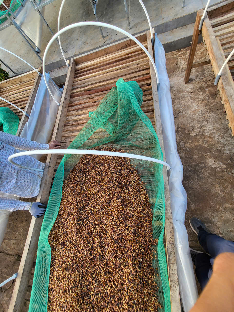 Trải đều luống cà phê honey trên giàn phơi lưới thoáng khí tại Ngon Avatar Gia Lai