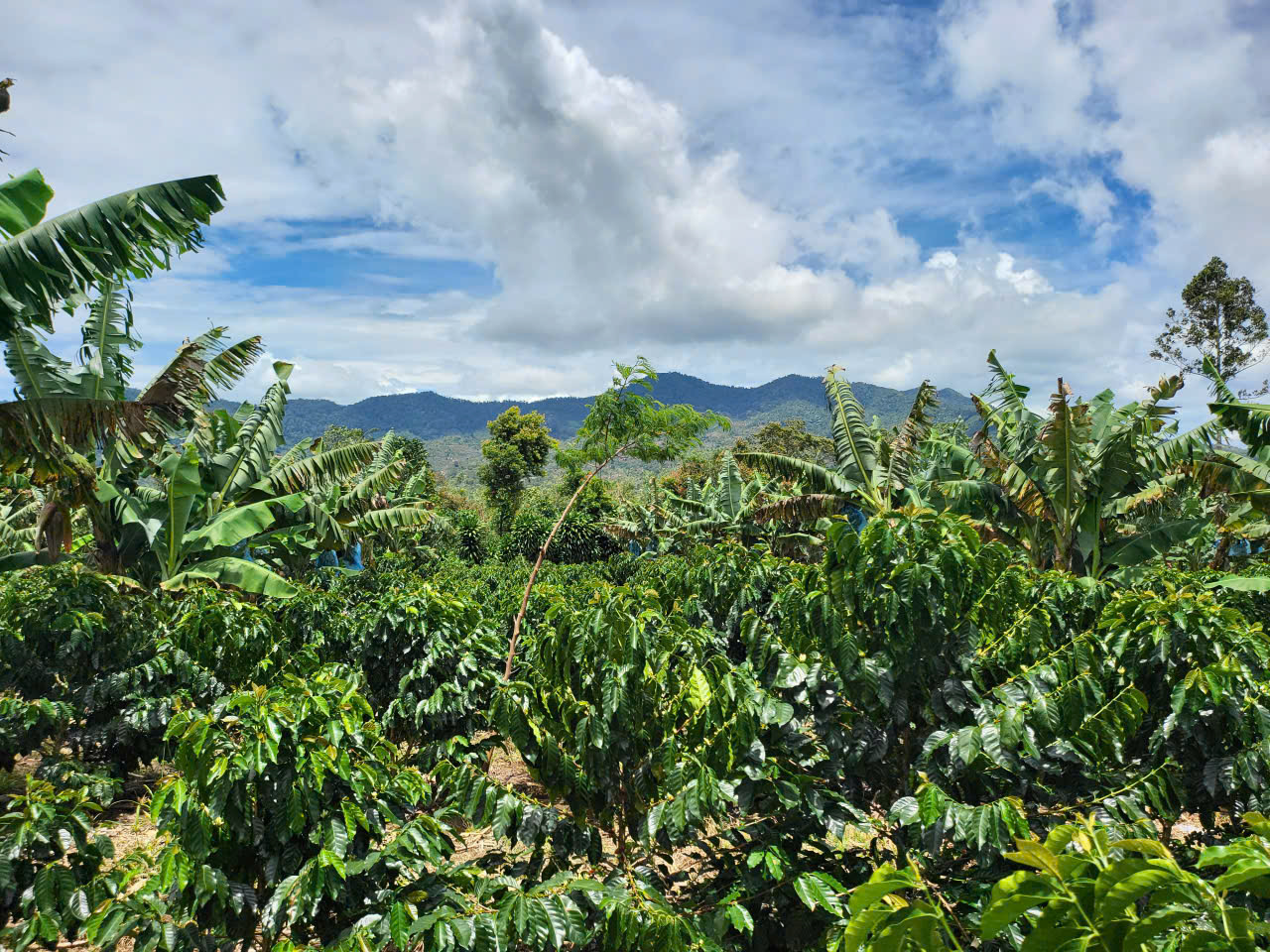 Vùng trồng cà phê Indonesia nơi diễn ra cuộc thi Nhân xanh 2025