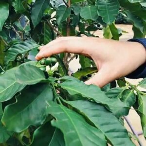 Bàn tay chạm cành cà phê đang ra hoa và đậu quả trong vườn trải nghiệm farm to cup tại Măng Đen