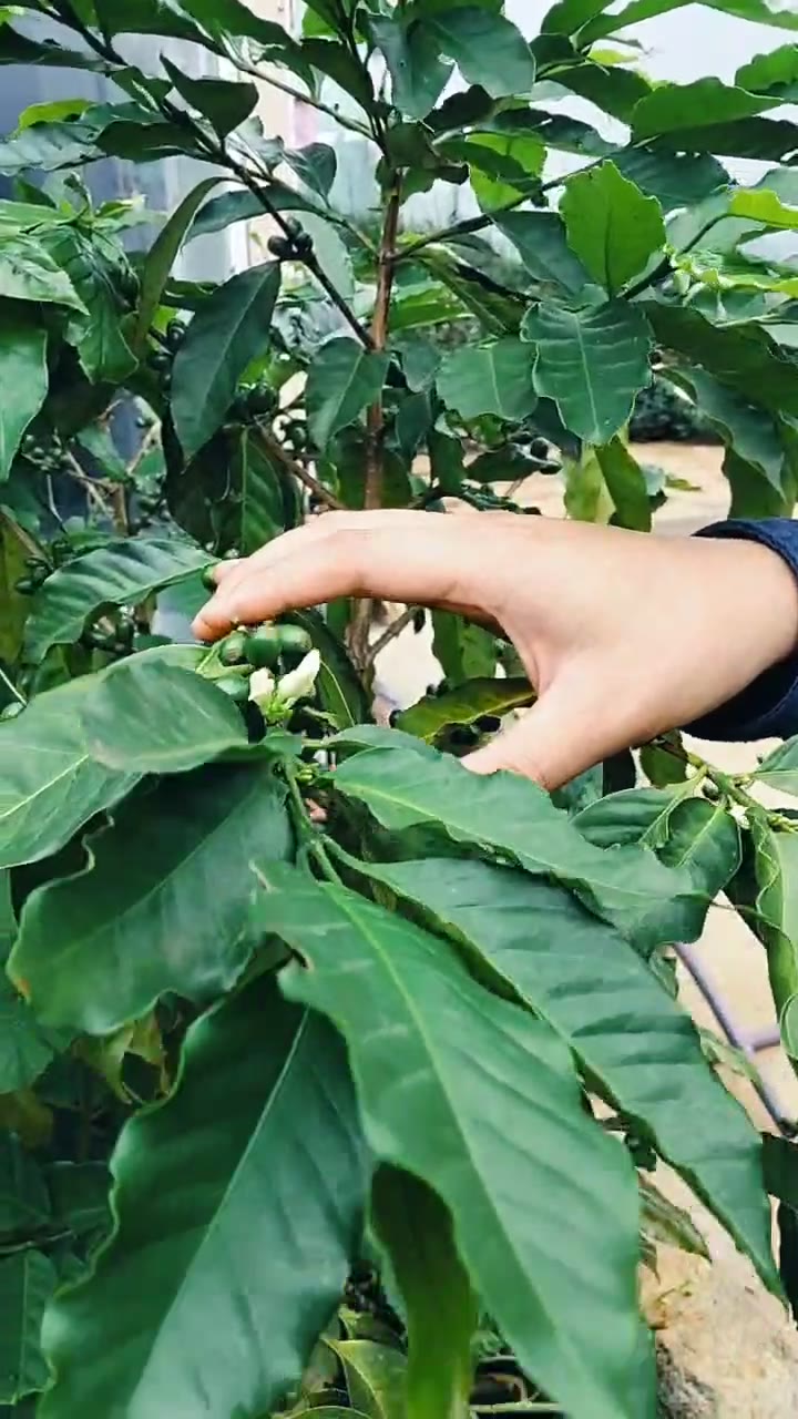 Vườn cà phê Arabica Măng Đen ra hoa và đậu quả trong buổi trải nghiệm farm to cup
