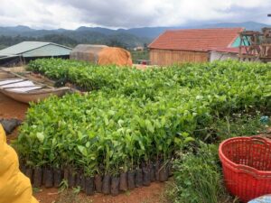 Vườn ươm cây giống cà phê Arabica tại làng Kon Tu Ma, xã Măng Đen