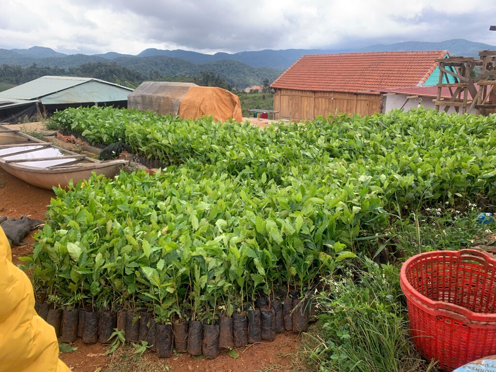 Vườn ươm cây giống cà phê Arabica tại làng Kon Tu Ma, xã Măng Đen