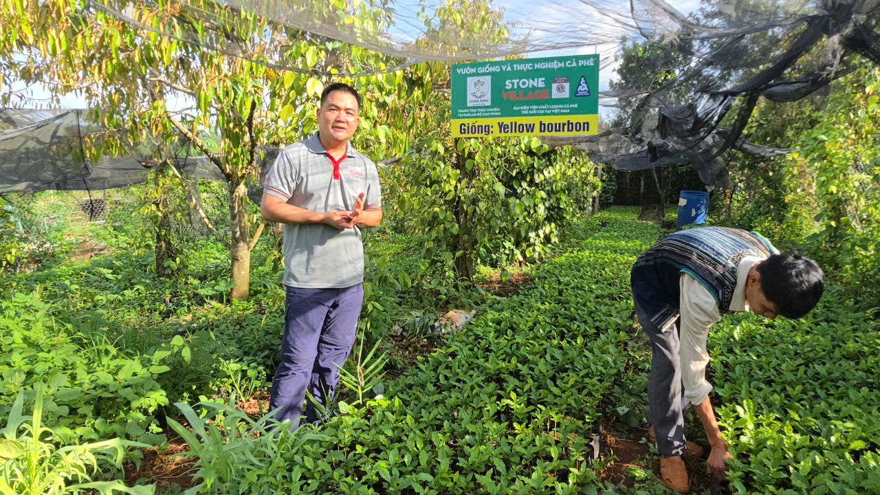 Anh Nguyễn Văn Hòa Stone Village giới thiệu vườn ươm giống cà phê Yellow Bourbon dưới lưới che nắng tại Hưng Định Farm Đắk Lắk