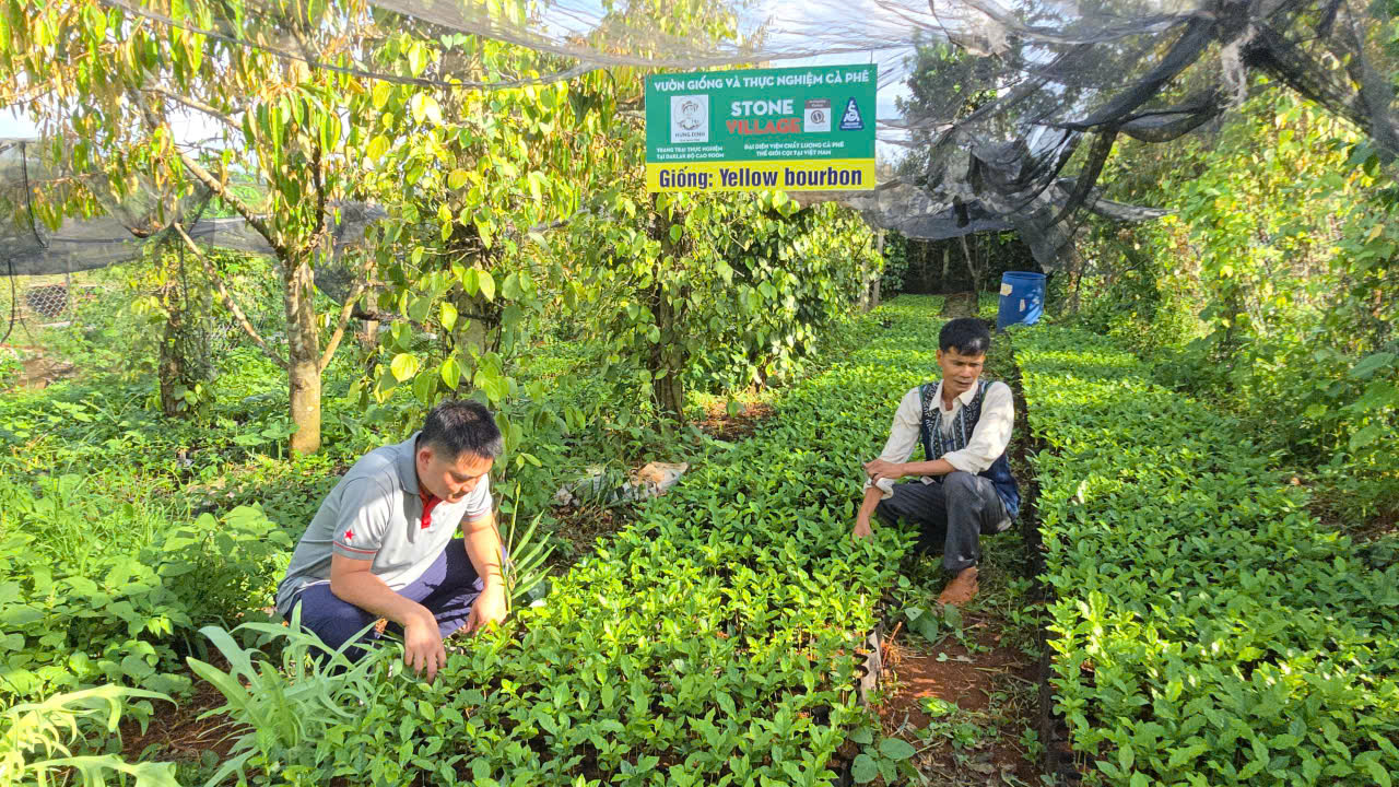 Đại diện Stone Village và chủ farm kiểm tra cây con cà phê Yellow Bourbon trong bầu ươm tại Hưng Định Farm