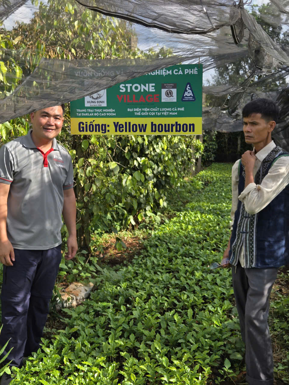 Luống bầu ươm cây giống cà phê Yellow Bourbon xanh tốt dưới lưới che tại Hưng Định Farm Đắk Lắk