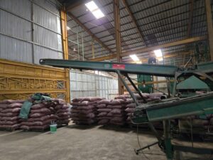 Băng tải và các bao cà phê xếp đống trong nhà máy chế biến cà phê xuất khẩu tại Gia Lai