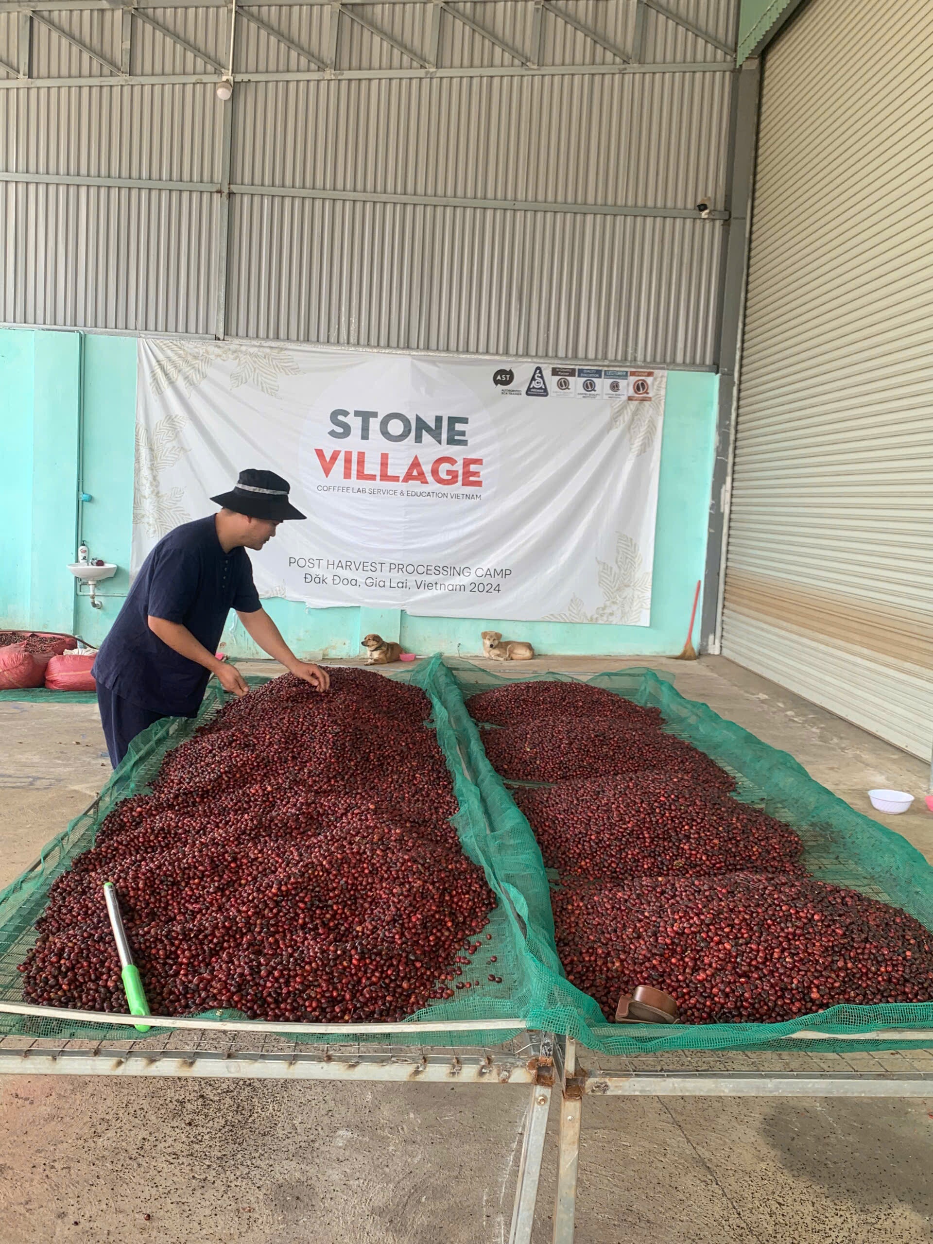 Dao qua ca phe chin tren gian phoi luoi tai camp che bien Stone Village