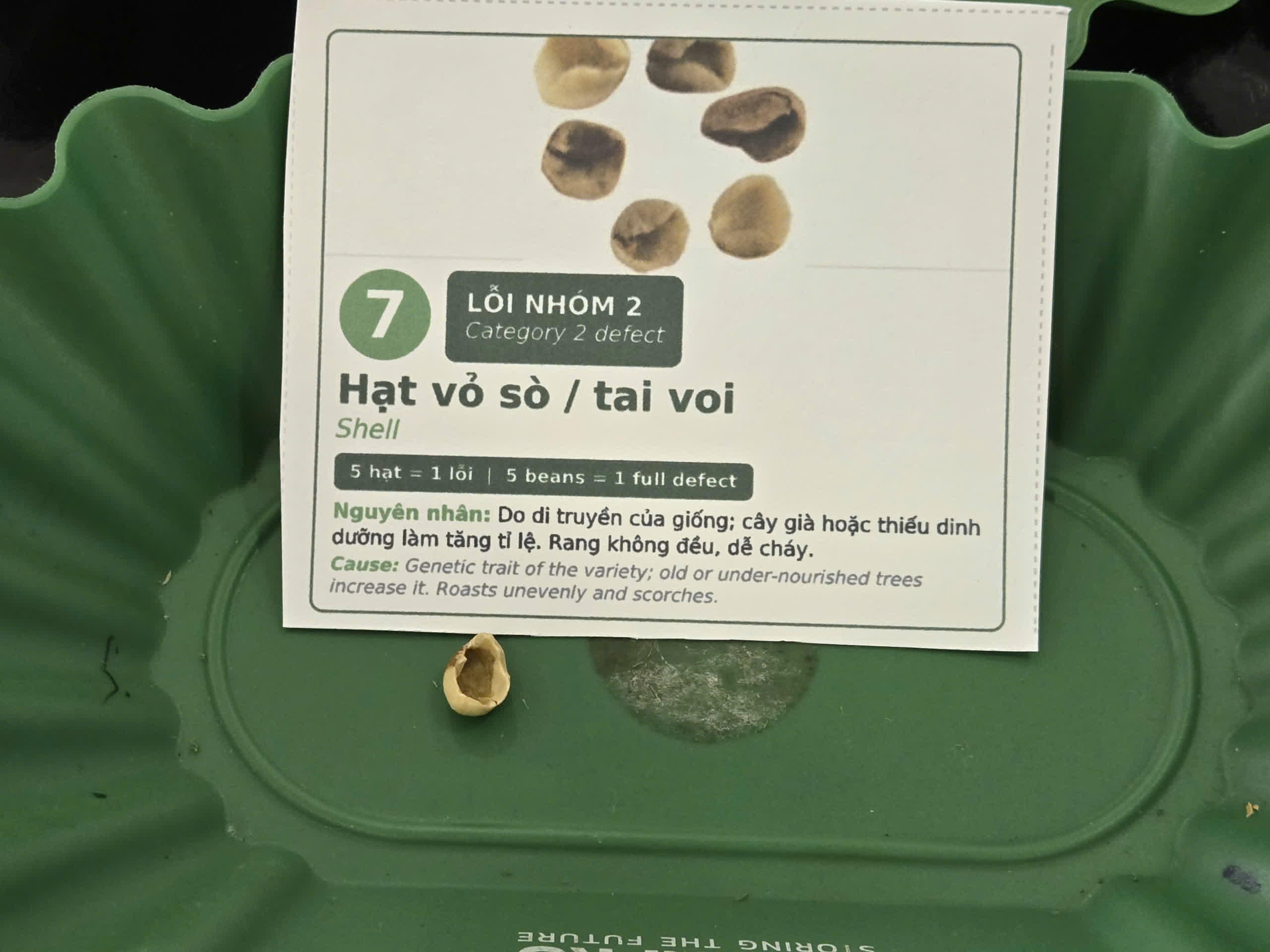 Thẻ lỗi nhân xanh Hạt vỏ sò tai voi Shell thuộc lỗi nhóm 2