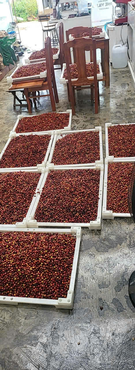 Giàn phơi cà phê nhiều tầng trong nhà kính tại farm