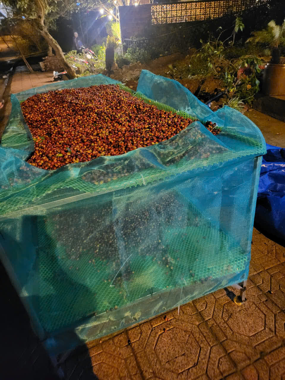 Bể ngâm ủ cà phê trong quá trình chế biến tại farm Tamba