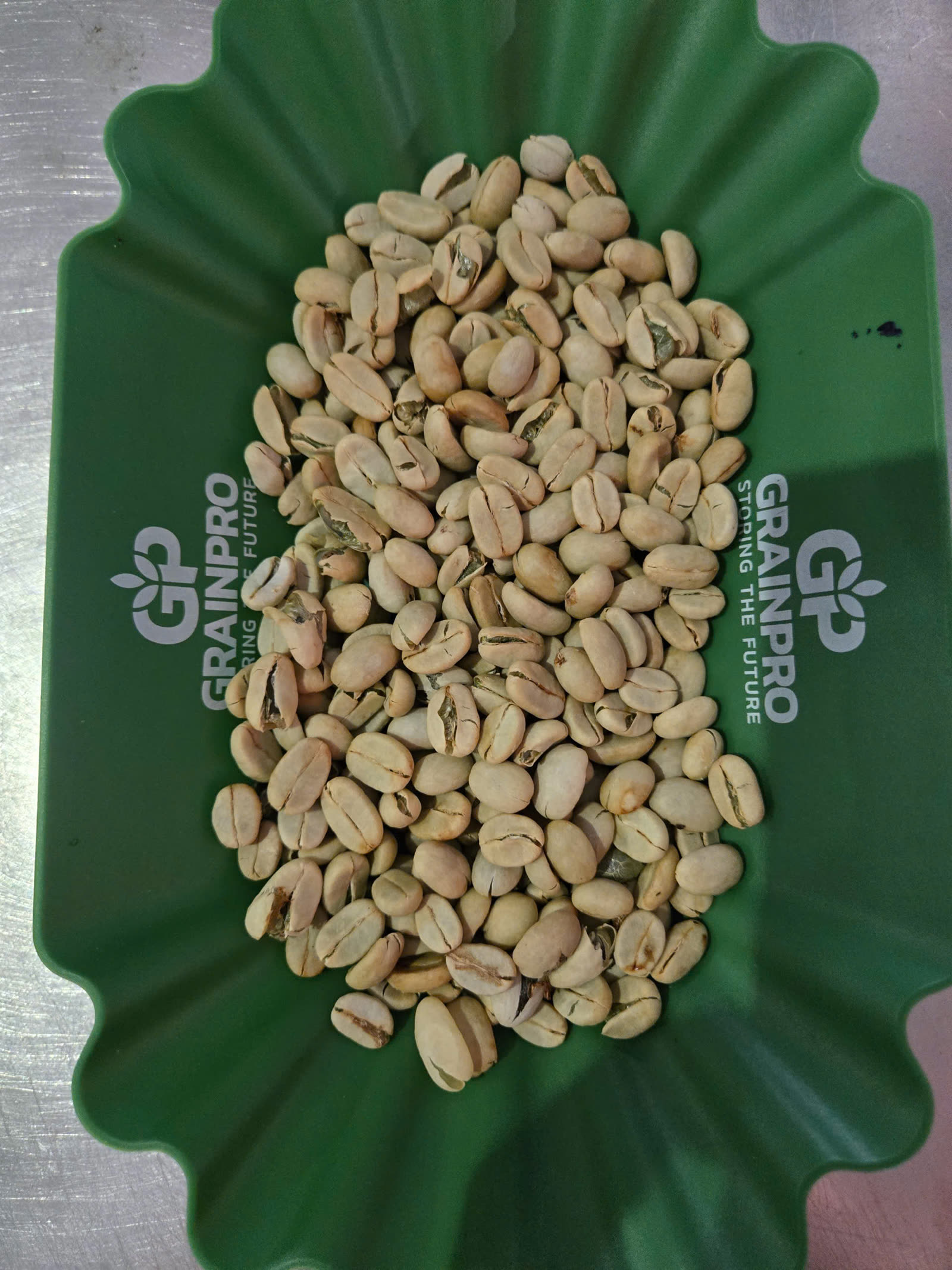 Khay mẫu nhân xanh cà phê Robusta dùng khi đối chiếu chất lượng
