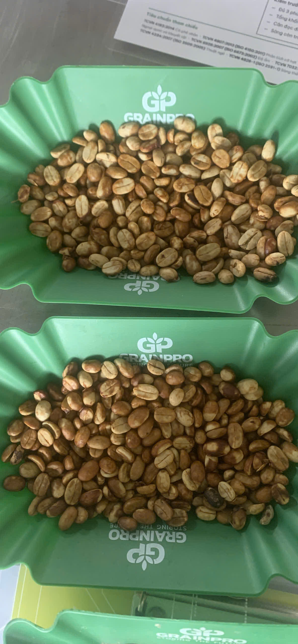 Hai mẫu nhân xanh đặt trên khay để so sánh trong lớp Green Coffee