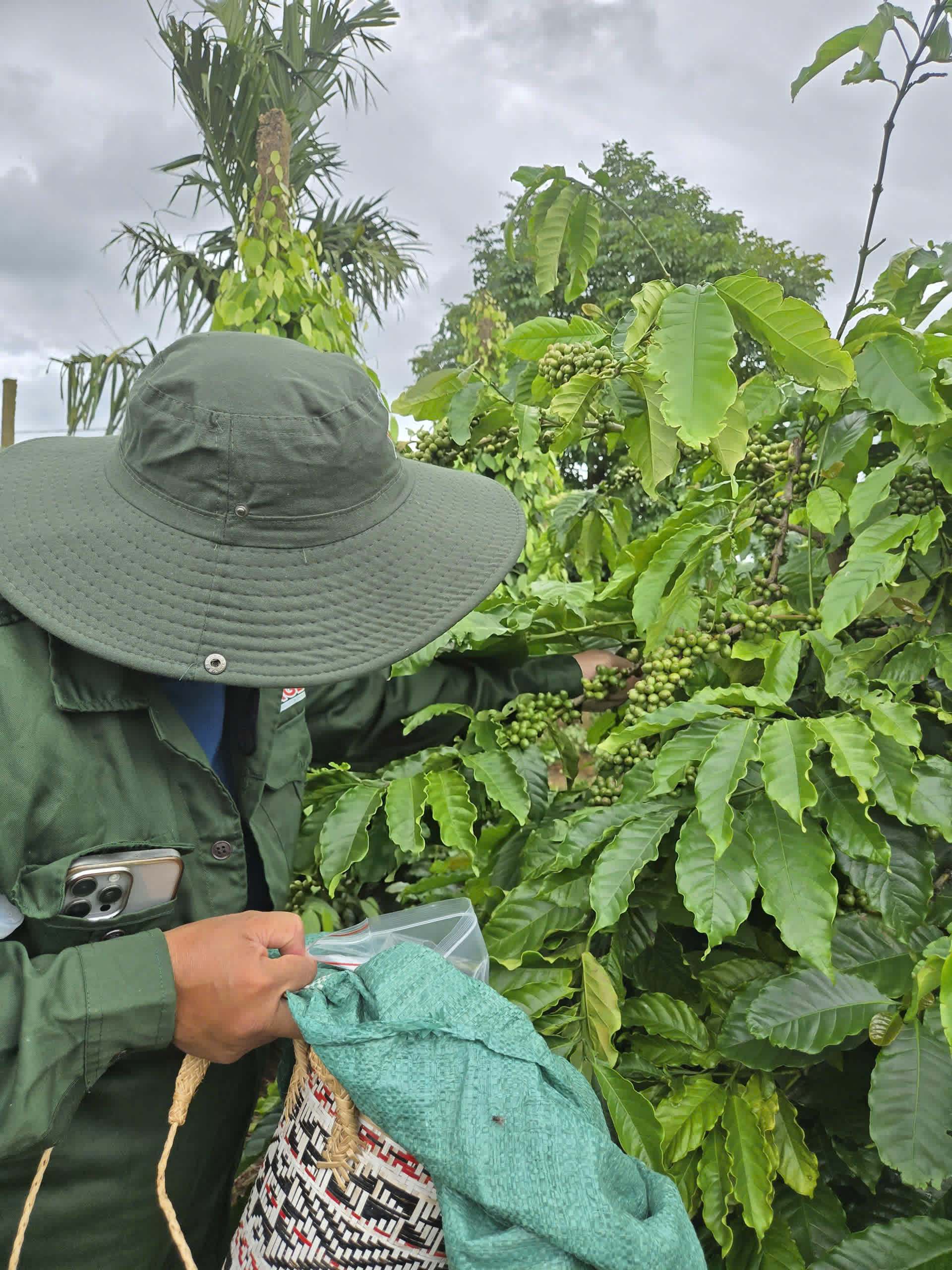 Ngày 3, Chủ nhật 06/09/2026 của khóa Processing và SCA Green Coffee tại HTX Nam Yang, Gia Lai