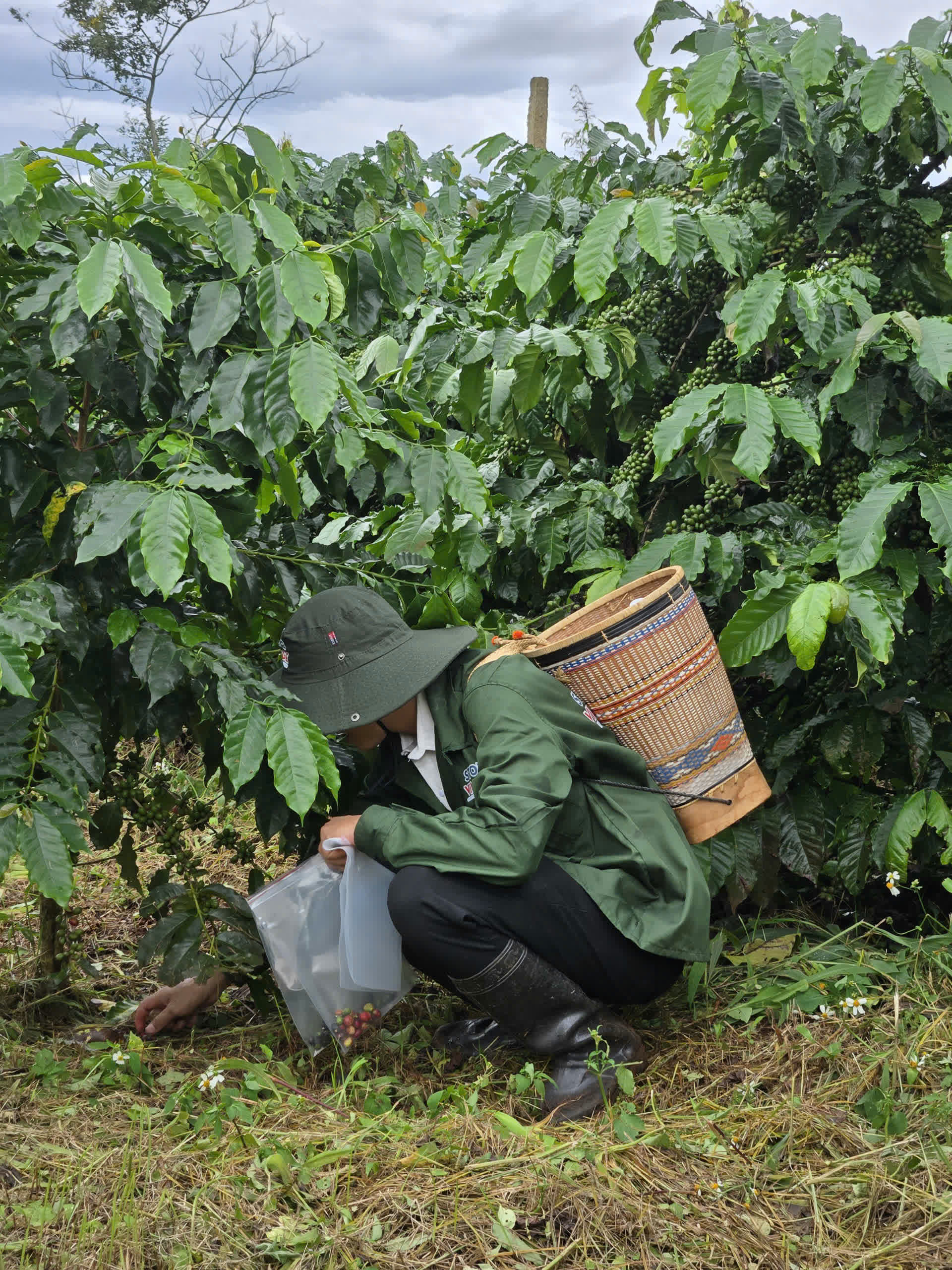 Ngày 3, Chủ nhật 06/09/2026 của khóa Processing và SCA Green Coffee tại HTX Nam Yang, Gia Lai