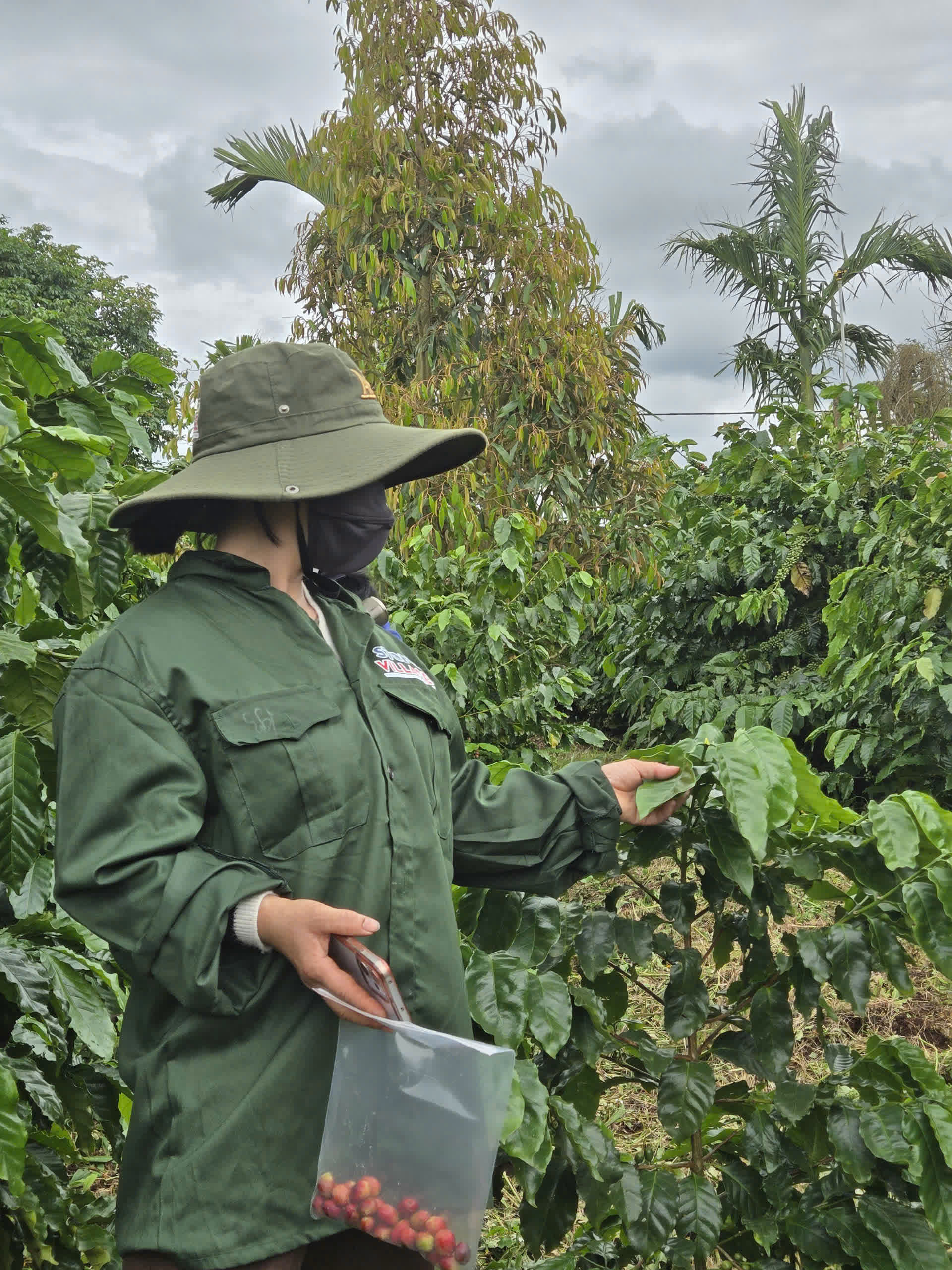 Ngày 3, Chủ nhật 06/09/2026 của khóa Processing và SCA Green Coffee tại HTX Nam Yang, Gia Lai