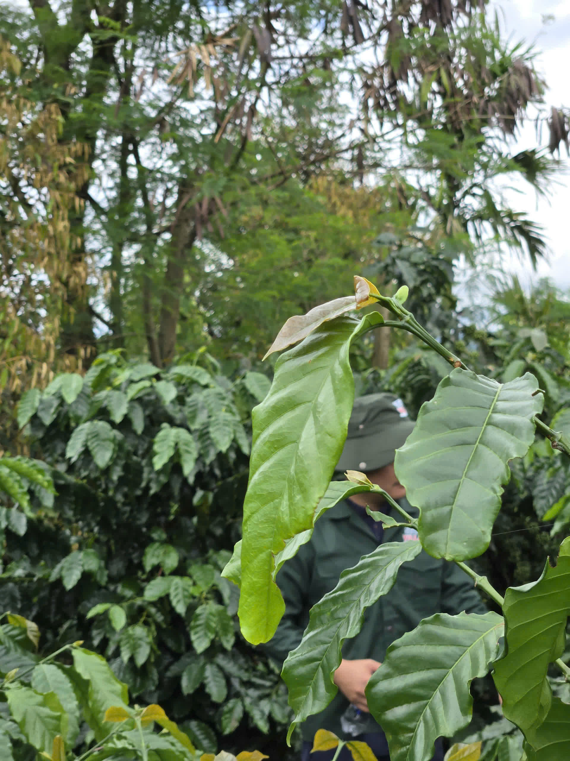 Ngày 3, Chủ nhật 06/09/2026 của khóa Processing và SCA Green Coffee tại HTX Nam Yang, Gia Lai