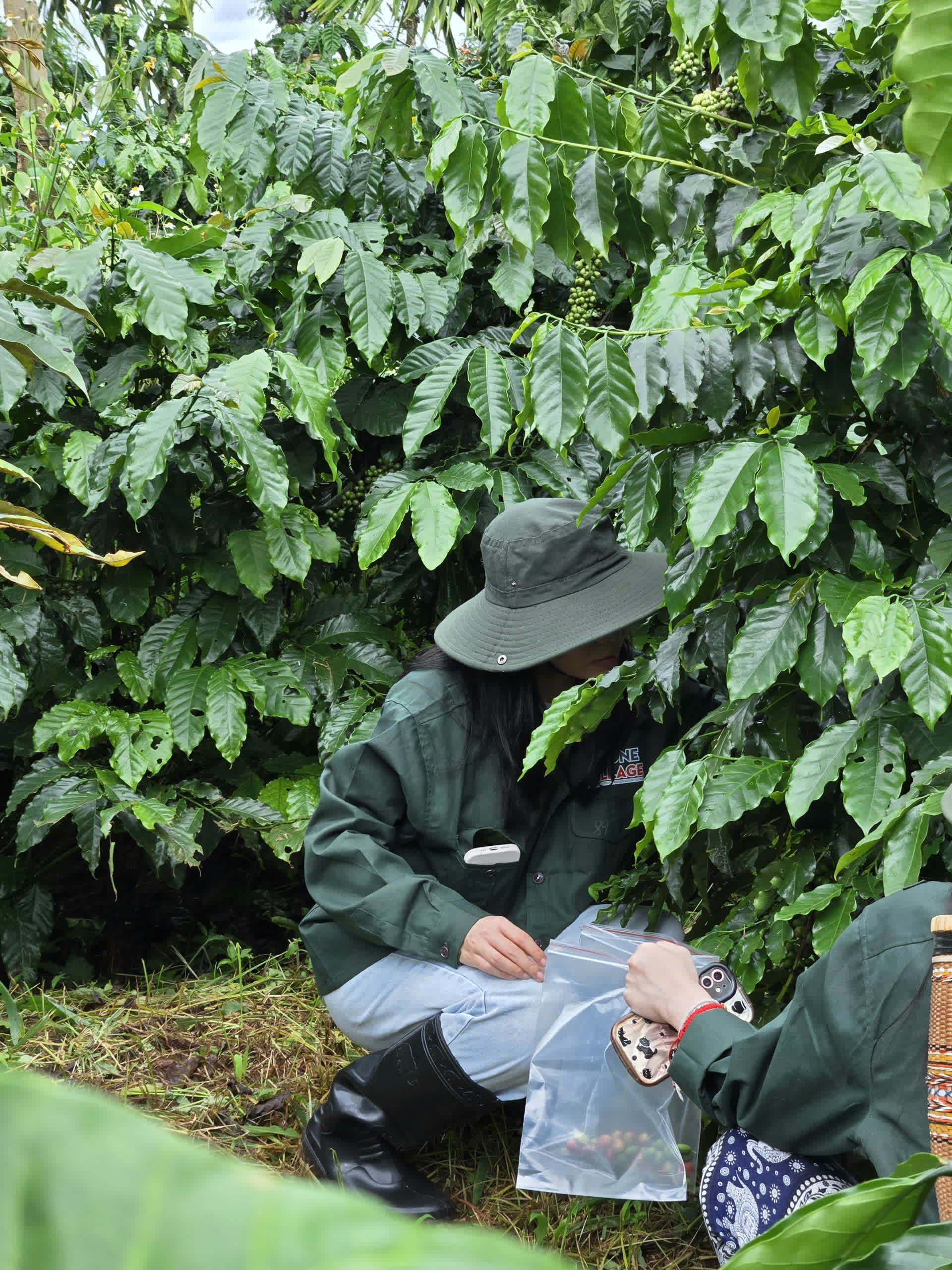 Ngày 3, Chủ nhật 06/09/2026 của khóa Processing và SCA Green Coffee tại HTX Nam Yang, Gia Lai