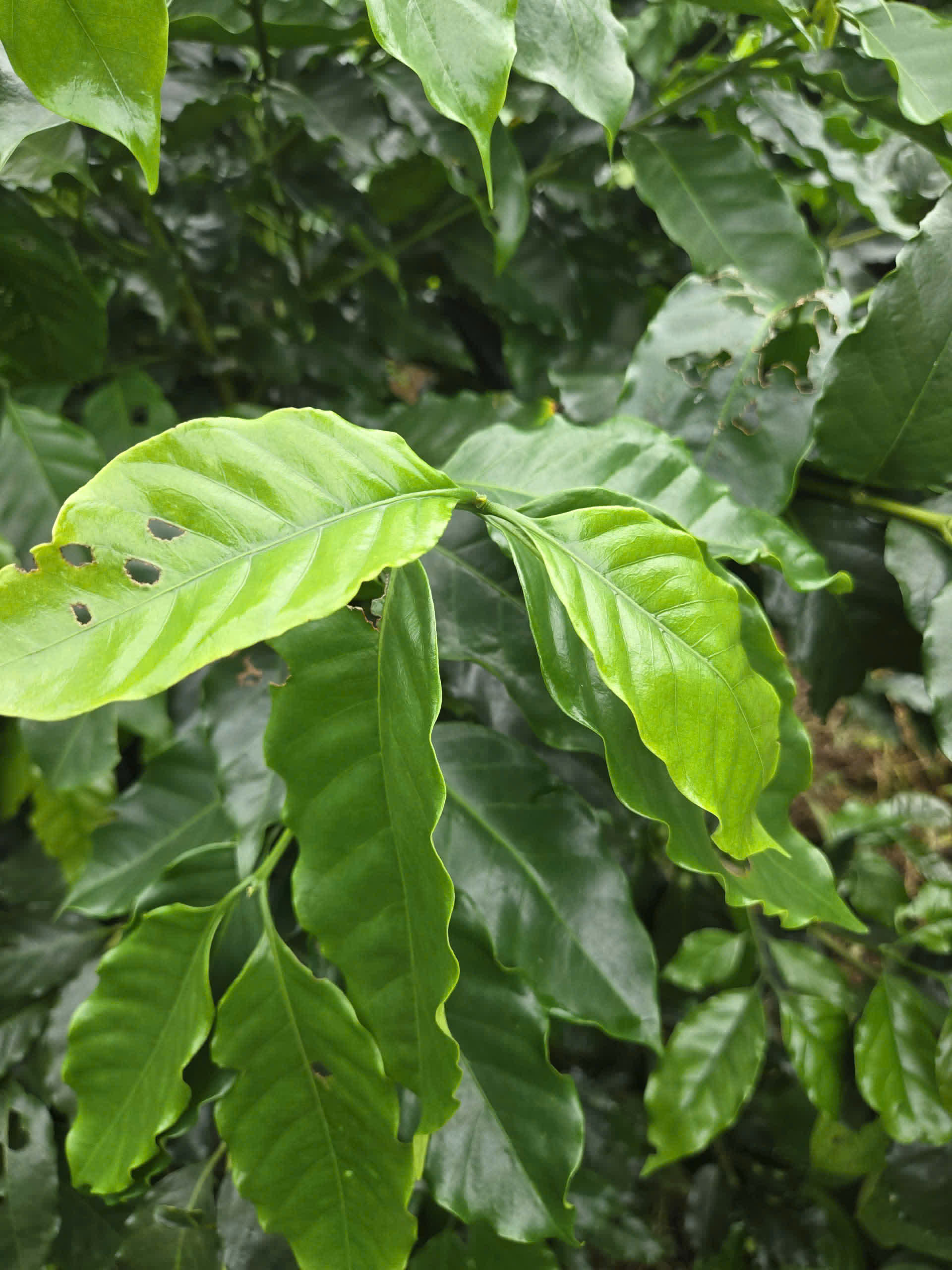 Ngày 3, Chủ nhật 06/09/2026 của khóa Processing và SCA Green Coffee tại HTX Nam Yang, Gia Lai