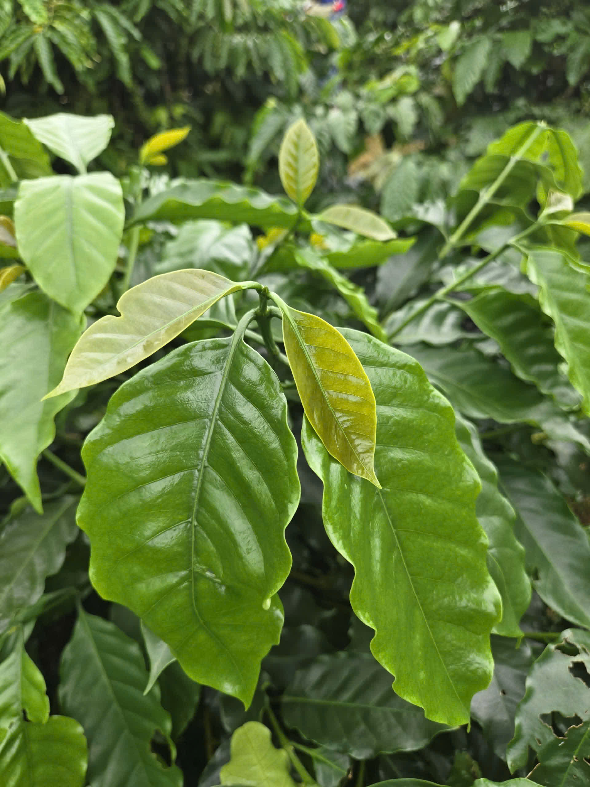 Ngày 3, Chủ nhật 06/09/2026 của khóa Processing và SCA Green Coffee tại HTX Nam Yang, Gia Lai