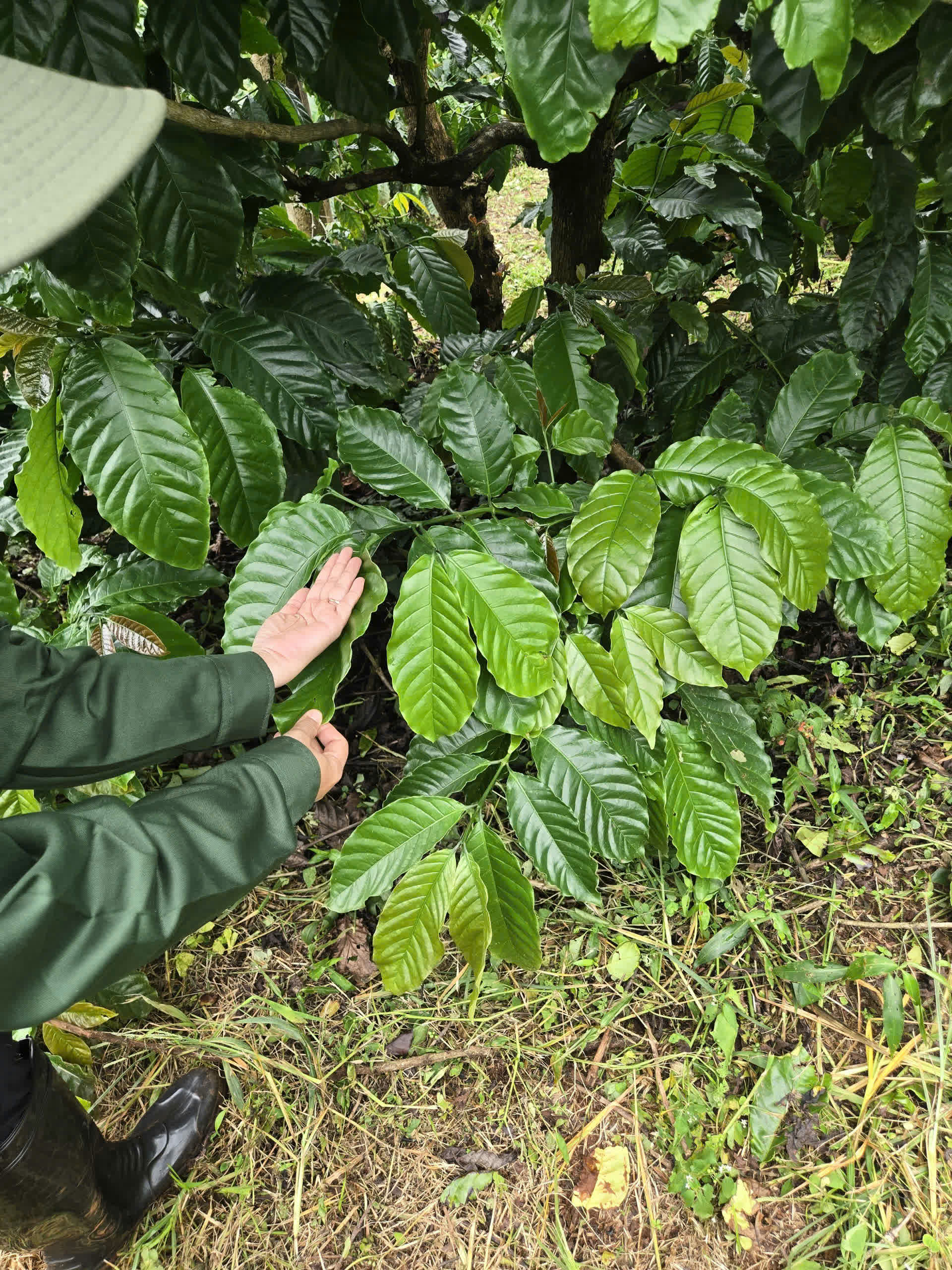 Ngày 3, Chủ nhật 06/09/2026 của khóa Processing và SCA Green Coffee tại HTX Nam Yang, Gia Lai