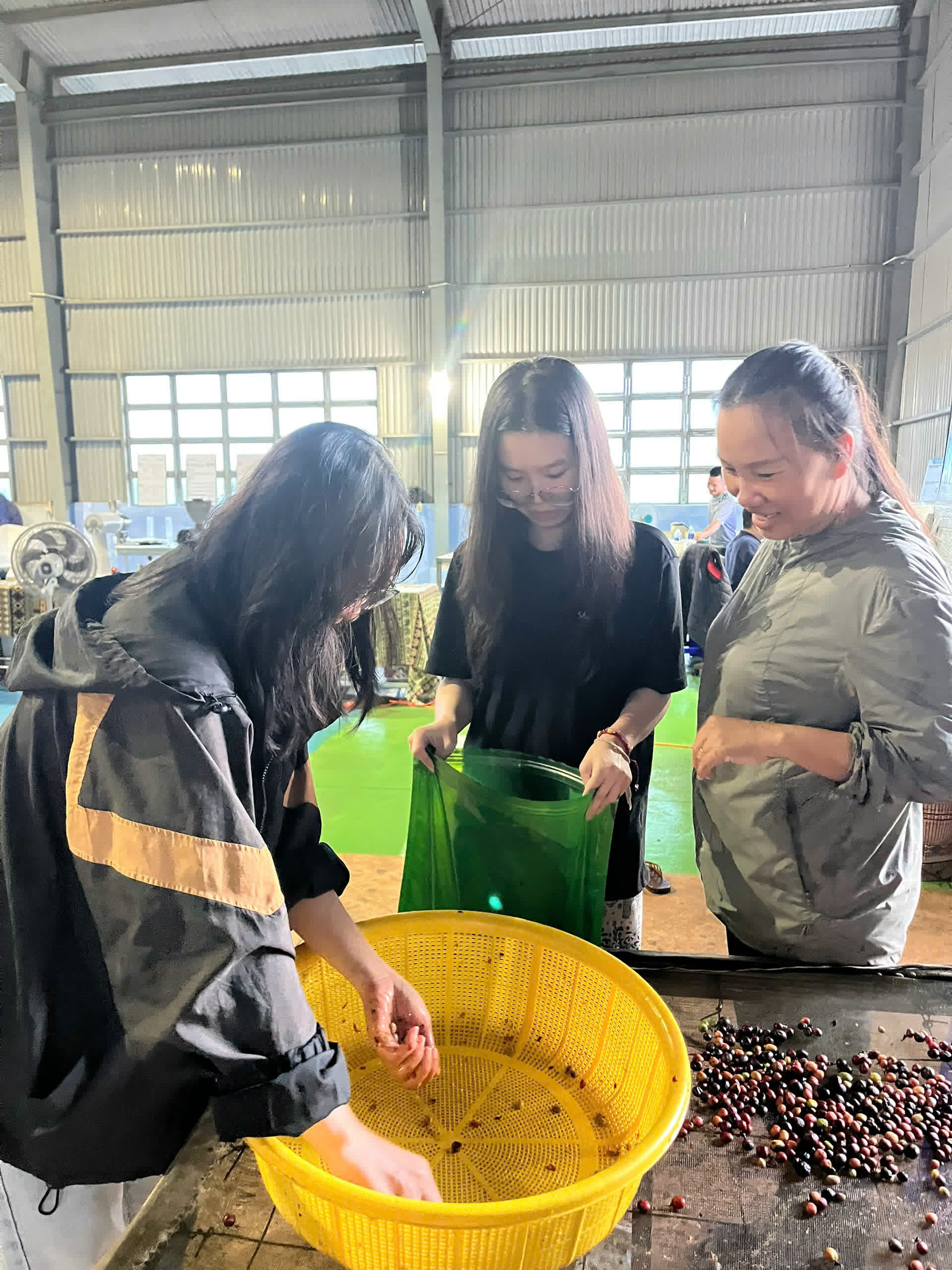 Ngày 3, Chủ nhật 06/09/2026 của khóa Processing và SCA Green Coffee tại HTX Nam Yang, Gia Lai