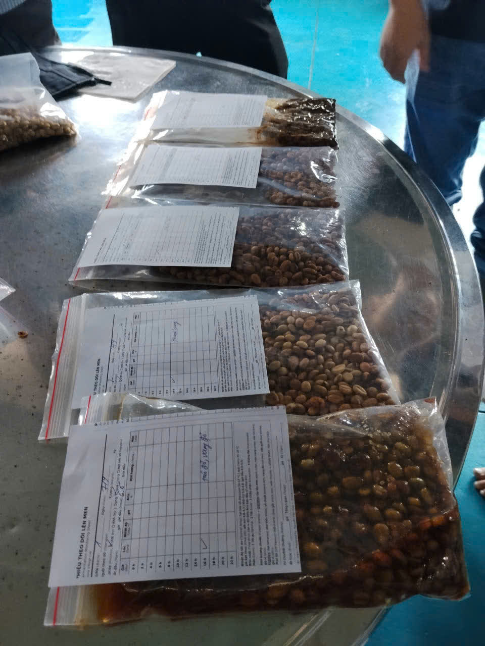 Ngày 4, thứ Hai 07/09/2026 của khóa Processing và SCA Green Coffee tại HTX Nam Yang, Gia Lai