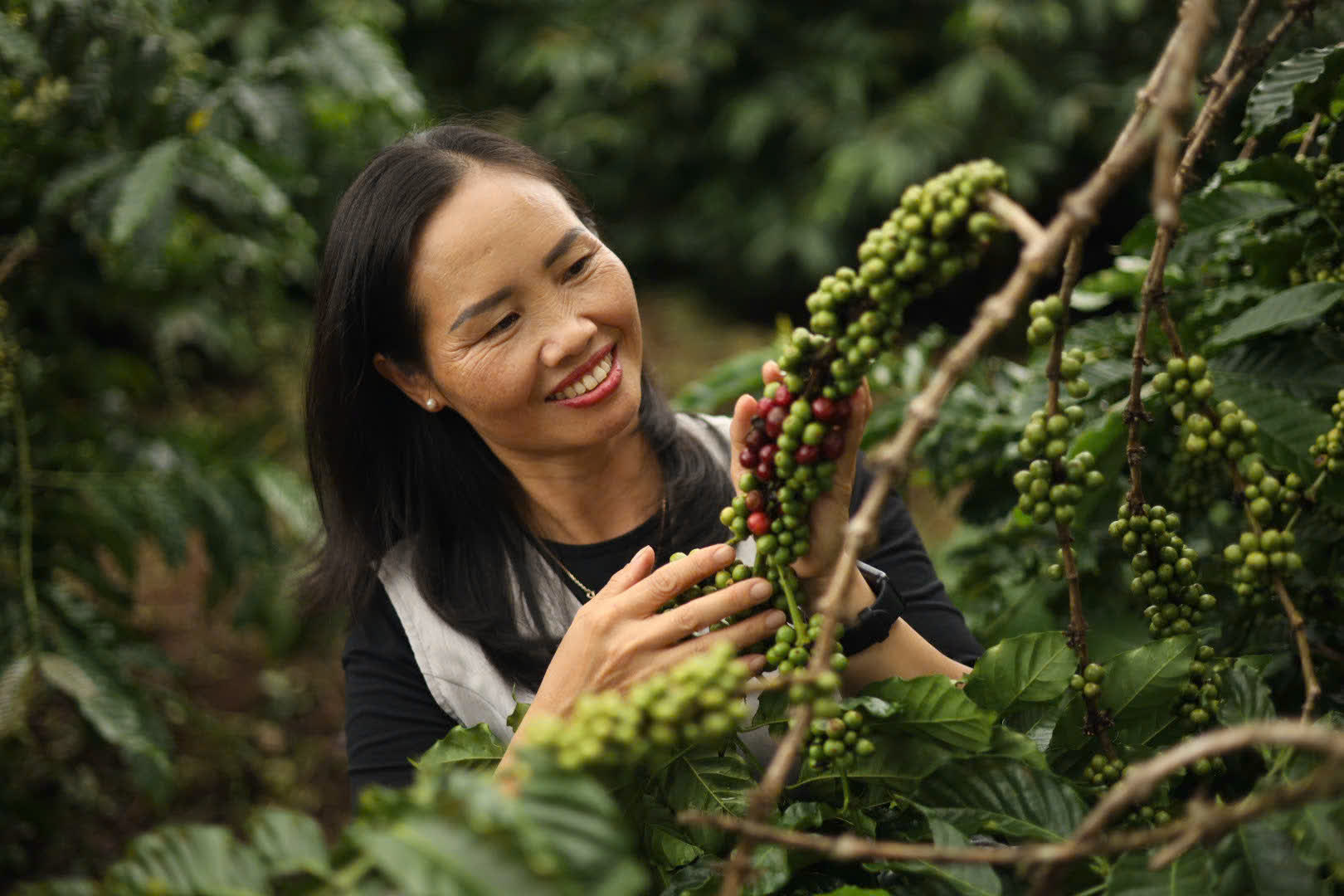Ngày 4, thứ Hai 07/09/2026 của khóa Processing và SCA Green Coffee tại HTX Nam Yang, Gia Lai