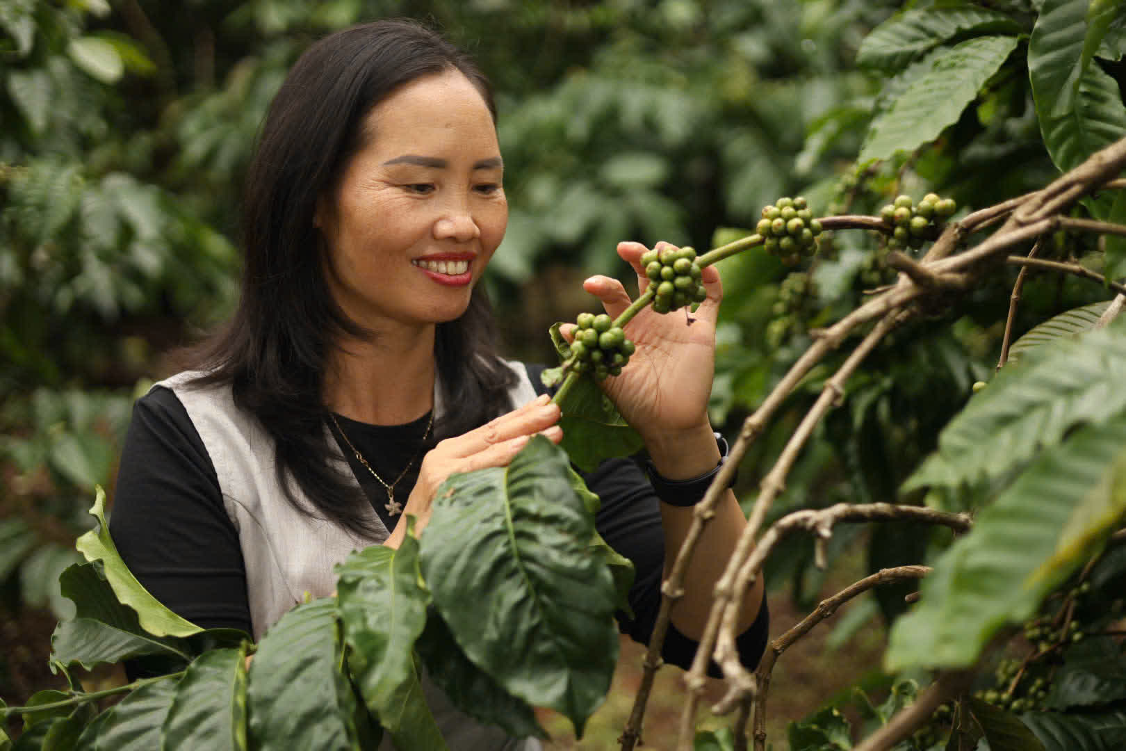 Ngày 4, thứ Hai 07/09/2026 của khóa Processing và SCA Green Coffee tại HTX Nam Yang, Gia Lai