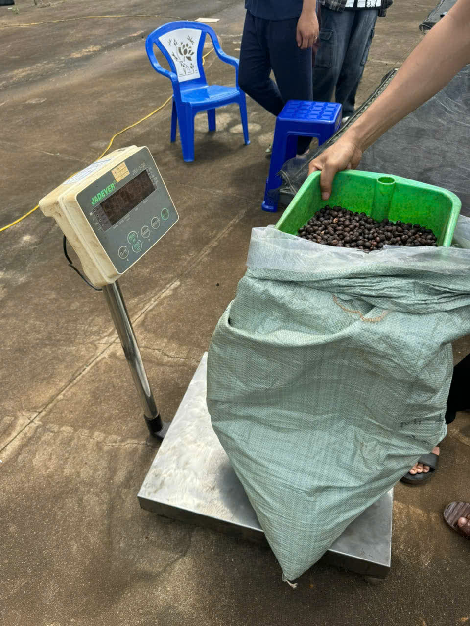 Ngày 5, thứ Ba 08/09/2026 của khóa Processing và SCA Green Coffee tại HTX Nam Yang, Gia Lai