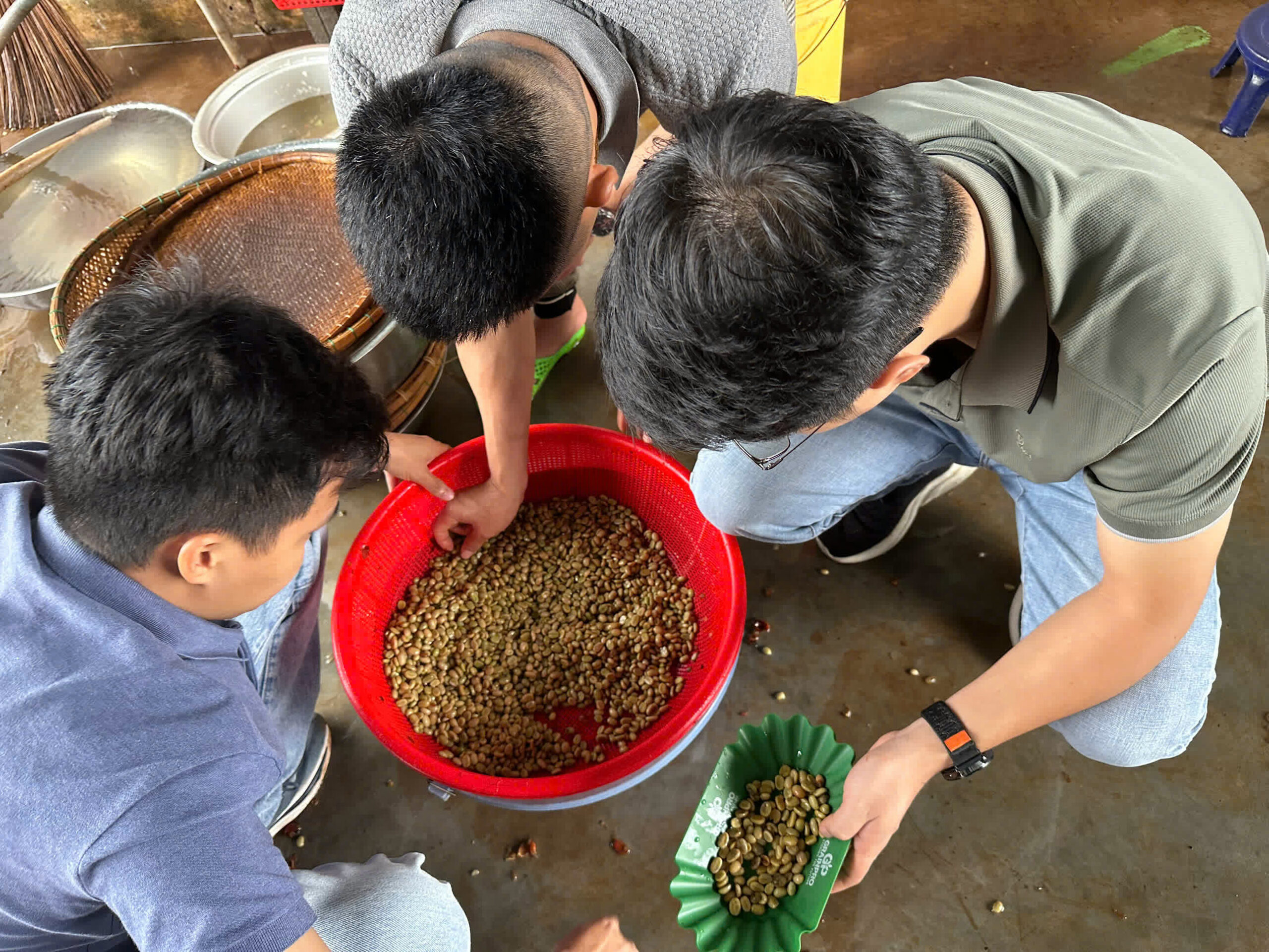 Mẫu cà phê được múc từ rổ ra khay chia cho từng nhóm học viên