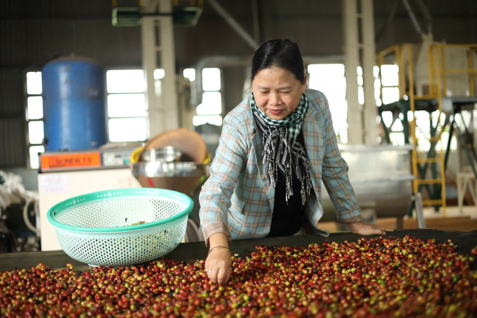 Phân loại quả cà phê tươi trên băng chuyền tại nhà máy Nam Yang