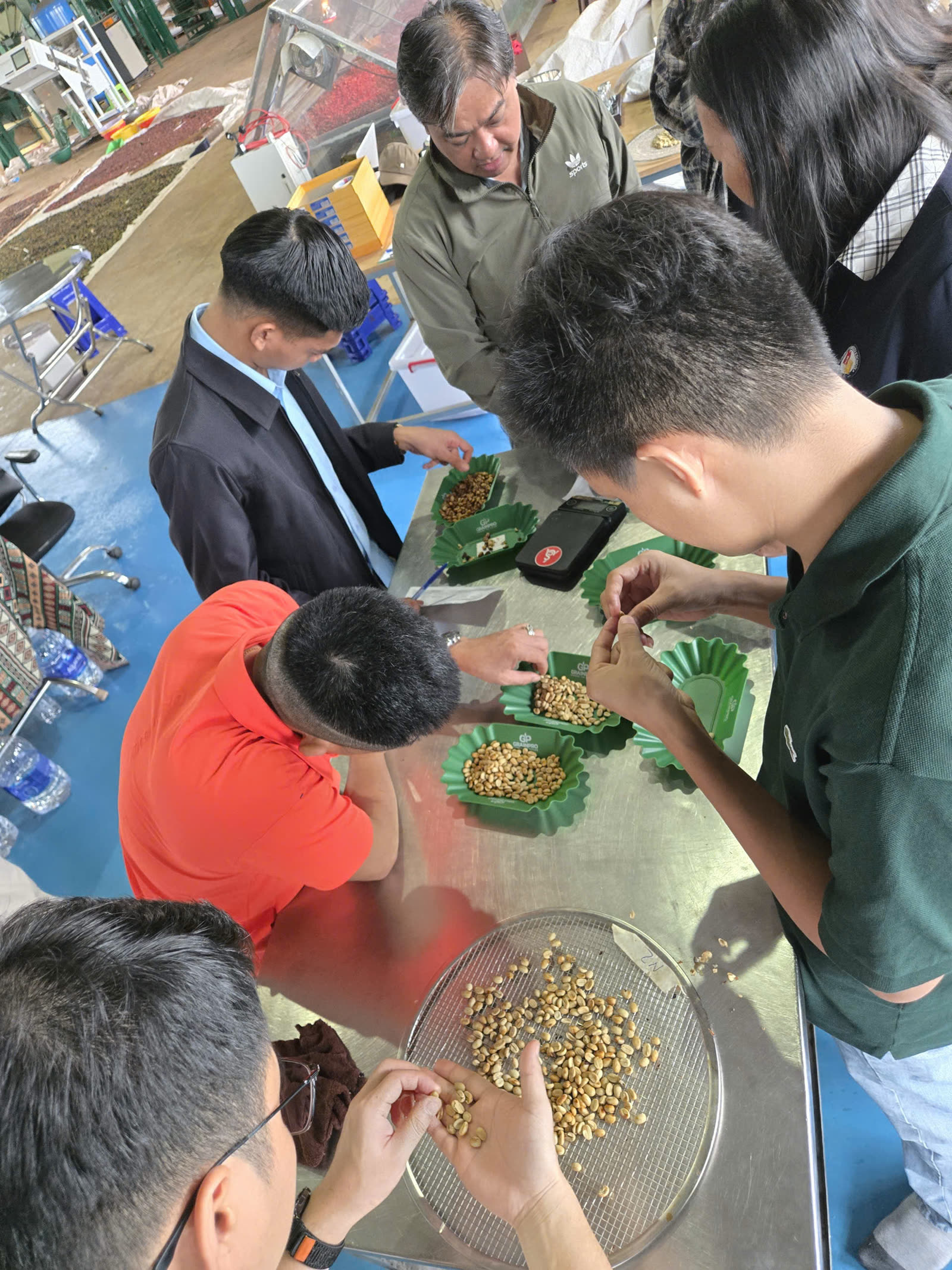 Soi mẫu hạt cà phê trên khay tại nhà máy