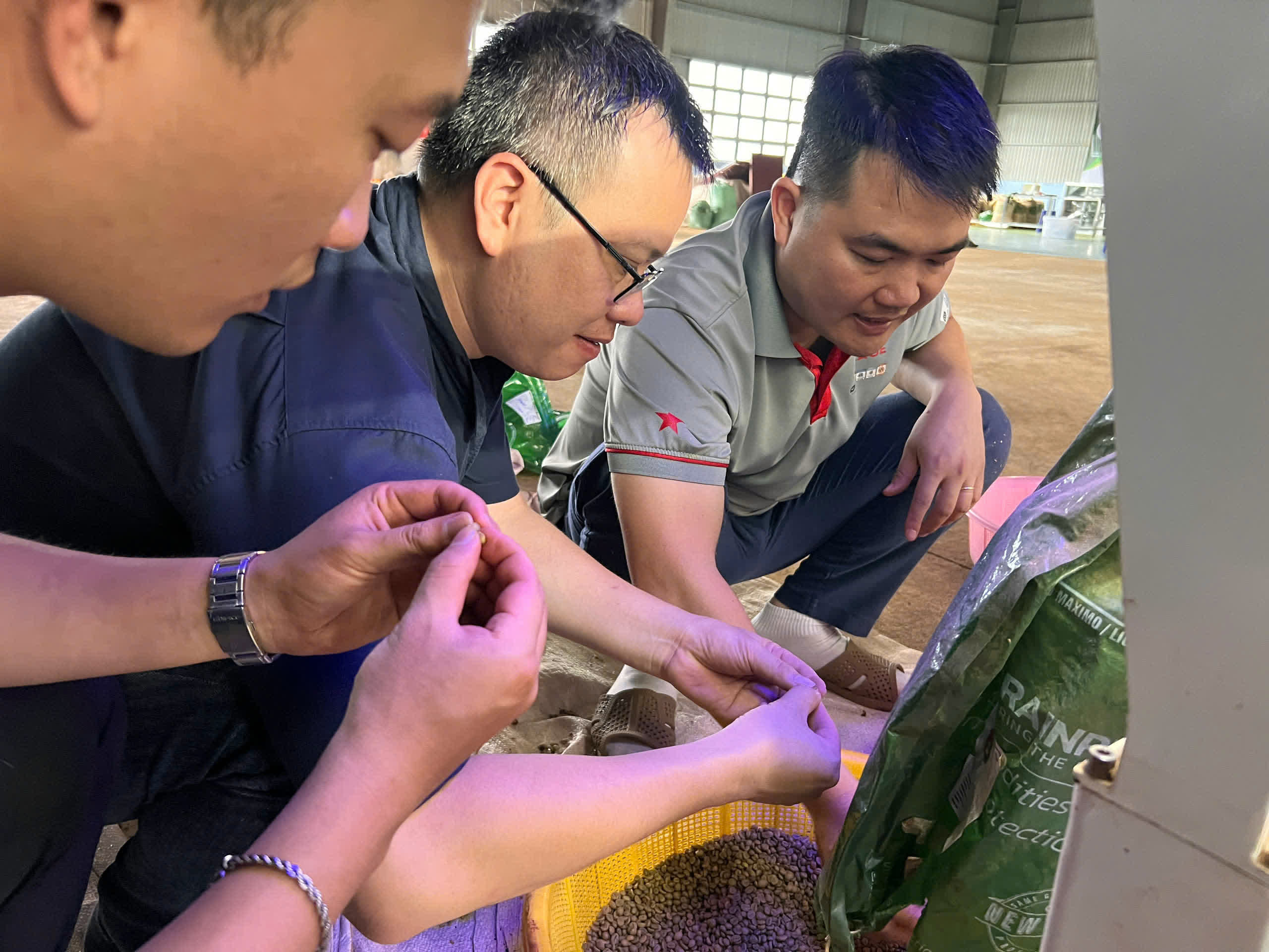 Nhặt lỗi và phân loại nhân xanh cà phê