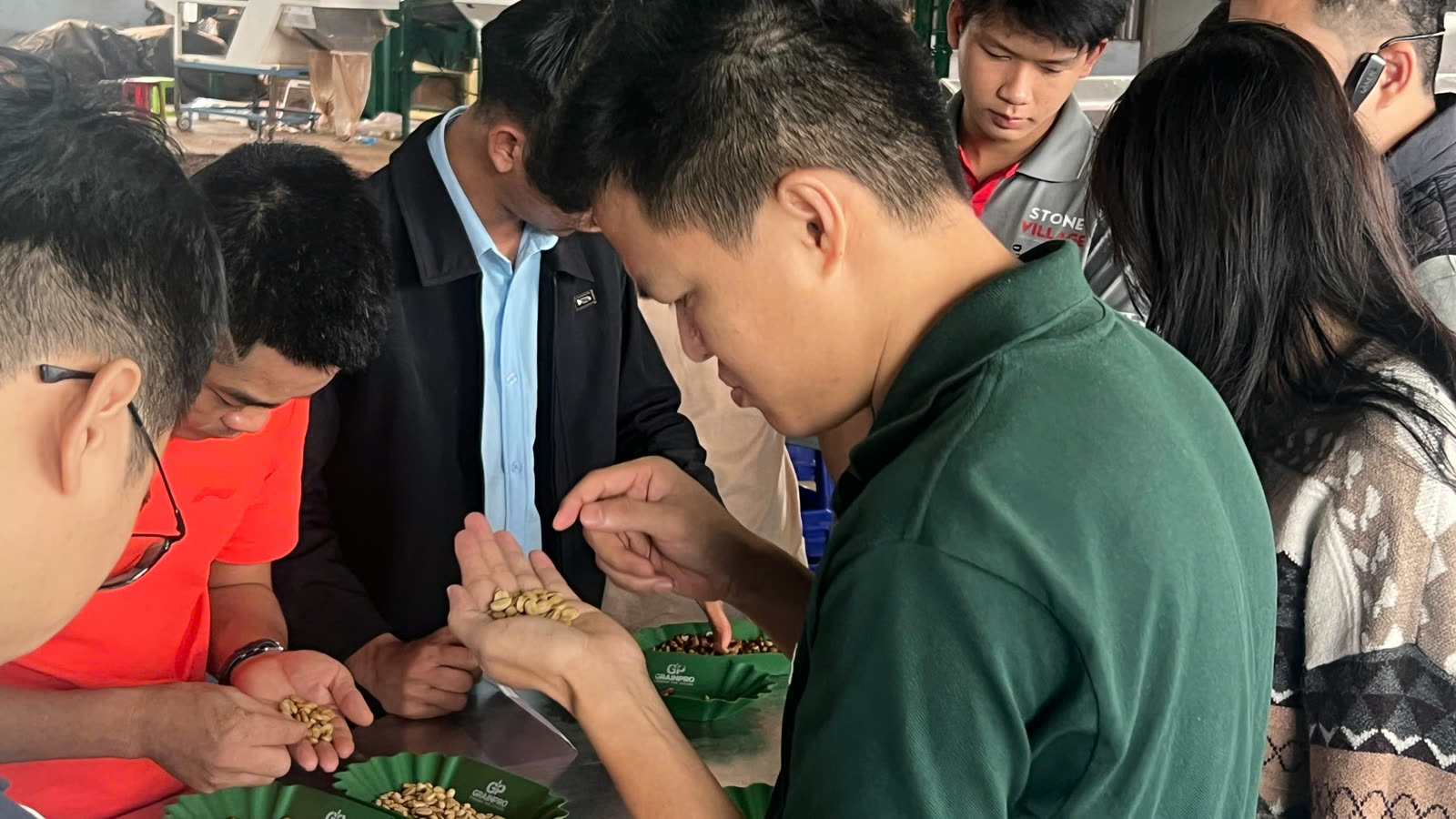 Xem mẫu hạt cà phê trên tay để đánh giá